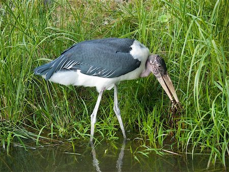 Marabou Stork Foto de stock - Super Valor sin royalties y Suscripción, Código: 400-05325716