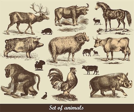 Set of animals Stock Photo - Budget Royalty-Free & Subscription, Code: 400-05325849