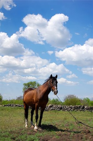 simsearch:400-04567010,k - Horse at village meadow. Stock Photo - Budget Royalty-Free & Subscription, Code: 400-05325919