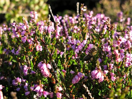 simsearch:700-00169460,k - flowering erica plant in a heather field, Calluna vulgaris, with bee Photographie de stock - Aubaine LD & Abonnement, Code: 400-05326932