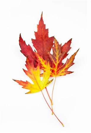 simsearch:400-05277296,k - Beautiful Autumn Leaves / isolated on white Stock Photo - Budget Royalty-Free & Subscription, Code: 400-05326981