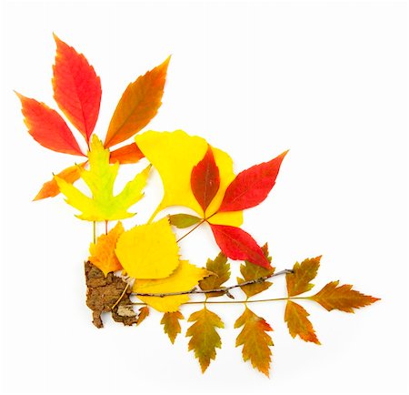 simsearch:400-05277296,k - Autumn frame corner / beautiful real leaves / isolated on white Stock Photo - Budget Royalty-Free & Subscription, Code: 400-05326990