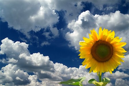 simsearch:400-07036242,k - Sunflower against  blue sky with clouds Photographie de stock - Aubaine LD & Abonnement, Code: 400-05327009