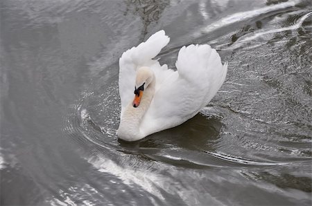 ruslan5838 (artist) - A white swan swims on dark water Foto de stock - Super Valor sin royalties y Suscripción, Código: 400-05327162