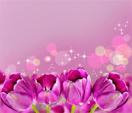 florist background - Dark pink tulips in background Stock Photo - Budget Royalty-Free & Subscription, Code: 400-05327191