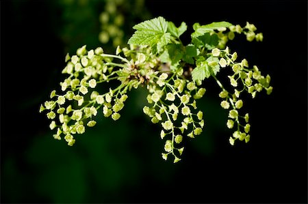 Flowering currant in the spring over black background Stock Photo - Budget Royalty-Free & Subscription, Code: 400-05327336