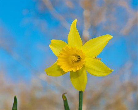 simsearch:400-04406240,k - single yellow narcissus against a blue saturated sky Stock Photo - Budget Royalty-Free & Subscription, Code: 400-05327705