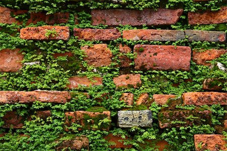 fern on old brick wall , parasite plant on brick wall Foto de stock - Super Valor sin royalties y Suscripción, Código: 400-05328120