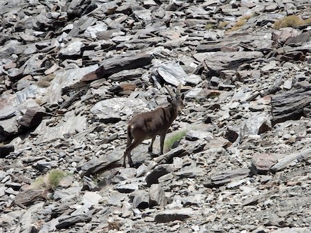 sierra - Sierra Nevada Ibex in  the high mountains of the National park Stock Photo - Budget Royalty-Free & Subscription, Code: 400-05328251