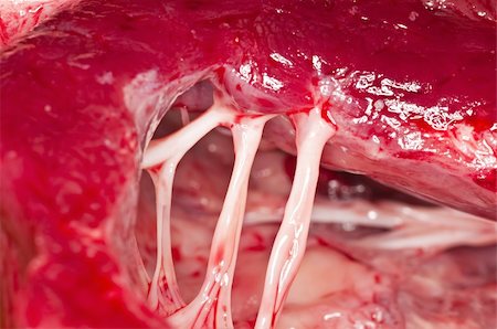 simsearch:400-04188725,k - detail of a heart of a cow Stock Photo - Budget Royalty-Free & Subscription, Code: 400-05328515