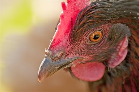 simsearch:400-06428087,k - closeup of a chicken Photographie de stock - Aubaine LD & Abonnement, Code: 400-05328516