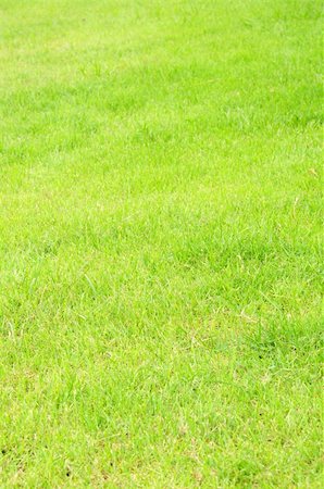 simsearch:400-05270311,k - fresh grass for background Foto de stock - Super Valor sin royalties y Suscripción, Código: 400-05328678