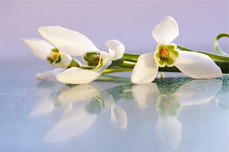 simsearch:400-07169438,k - spring the flowering of snowdrops with the reflection Stock Photo - Budget Royalty-Free & Subscription, Code: 400-05328679