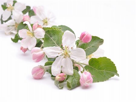 ruslan5838 (artist) - flowers of apple-tree  isolated on a white background Stockbilder - Microstock & Abonnement, Bildnummer: 400-05328734