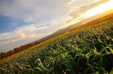 sun over farm field - beautiful sunset in nature landscape with scenic colors Photographie de stock - Aubaine LD & Abonnement, Code: 400-05328793