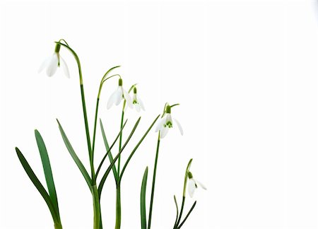 simsearch:400-04333451,k - Group of growing snowdrop flowers  isolated on white background Photographie de stock - Aubaine LD & Abonnement, Code: 400-05328872