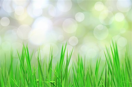 simsearch:400-04869732,k - abstract beautiful fresh grass and light reflect in morning Stock Photo - Budget Royalty-Free & Subscription, Code: 400-05328918