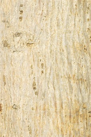 simsearch:400-07619334,k - Beige color tree bark with vertical texture background Stock Photo - Budget Royalty-Free & Subscription, Code: 400-05329068