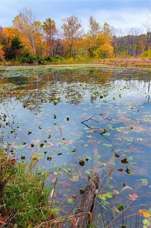 simsearch:400-04746705,k - Scene of autumnal trees reflected in a pond Foto de stock - Super Valor sin royalties y Suscripción, Código: 400-05329342