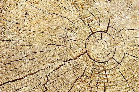 simsearch:400-05133815,k - Photographic background - cut surface of wood log with cracks Stockbilder - Microstock & Abonnement, Bildnummer: 400-05329706