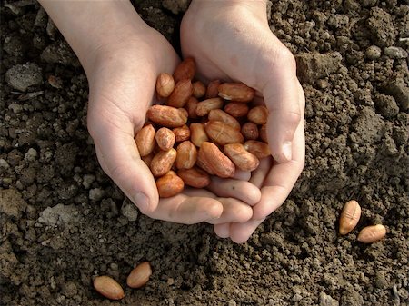 soil and seed - hand with peanut seeds ready to sowing Stock Photo - Budget Royalty-Free & Subscription, Code: 400-05329933