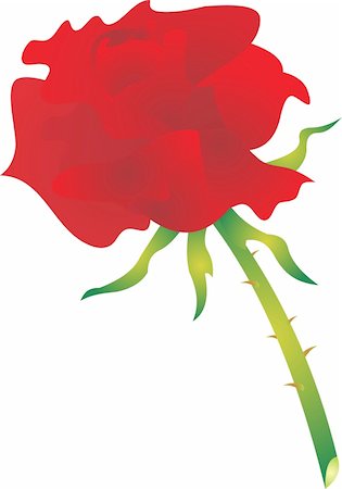 single red rose bud - Beautiful rose on a white background. Vector Illustration Stock Photo - Budget Royalty-Free & Subscription, Code: 400-05320002