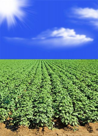 potatoes garden - Potato field against blue sky and clouds Stock Photo - Budget Royalty-Free & Subscription, Code: 400-05320010