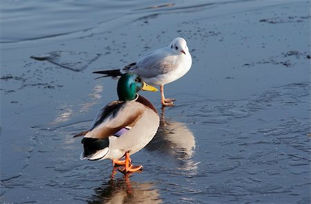 Shot of the duck and gull on the floe - ice-float Stock Photo - Budget Royalty-Free & Subscription, Code: 400-05320061