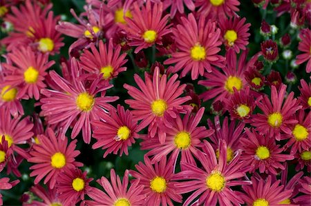 A close-up image of red and yellow Chrysanthemums Stock Photo - Budget Royalty-Free & Subscription, Code: 400-05320156