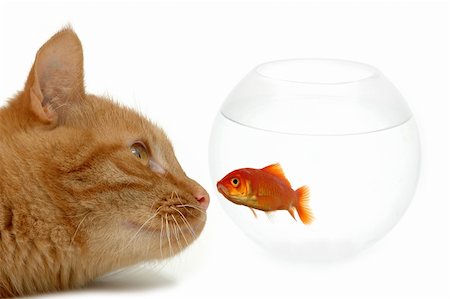 Strange friends or naive goldfish? Stock Photo - Budget Royalty-Free & Subscription, Code: 400-05320288
