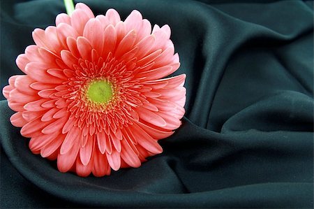 simsearch:400-05369226,k - Pink bright  Gerbera on a silk background Stock Photo - Budget Royalty-Free & Subscription, Code: 400-05320324