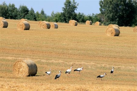 family pictures grain field - Landscape with straw bales and storks Stock Photo - Budget Royalty-Free & Subscription, Code: 400-05321075
