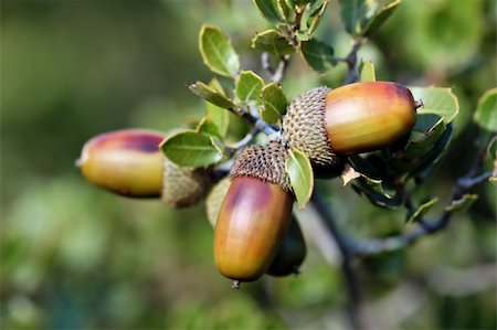 Group of acorn seeds on a branch. Foto de stock - Super Valor sin royalties y Suscripción, Código: 400-05321400