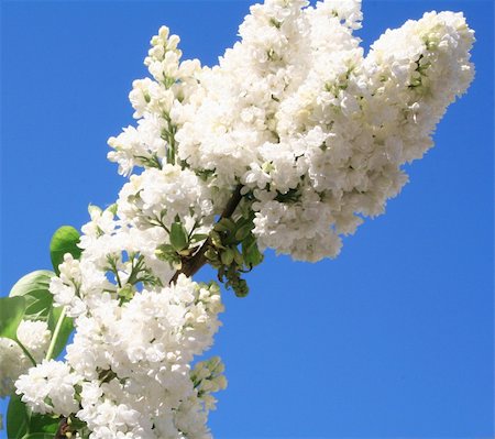 White lilac with leaves on a blue sky as background Fotografie stock - Microstock e Abbonamento, Codice: 400-05321454