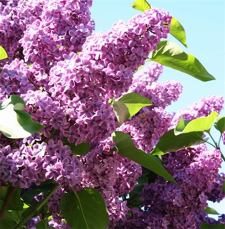 simsearch:400-08333816,k - Lilac with leaves on a blue sky can use as background Photographie de stock - Aubaine LD & Abonnement, Code: 400-05321452