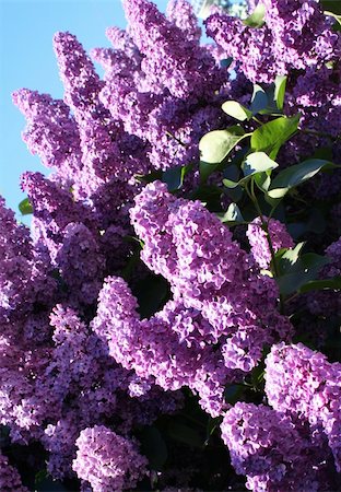 Lilac with leaves on a blue sky as background Fotografie stock - Microstock e Abbonamento, Codice: 400-05321453