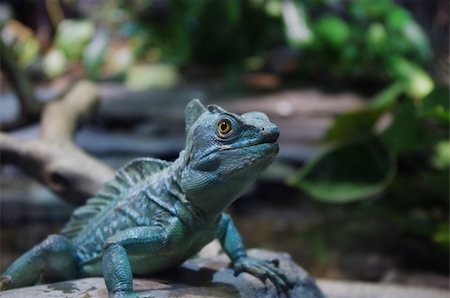 simsearch:400-04348871,k - A nice close up focus on a head of iguana Photographie de stock - Aubaine LD & Abonnement, Code: 400-05321737