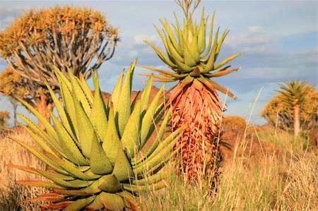 simsearch:400-05216600,k - Cactus and Desert landscape with granite rocks and a quiver tree (Aloe dichotoma), Namibia, southern Africa (Background blurred) Foto de stock - Super Valor sin royalties y Suscripción, Código: 400-05321784