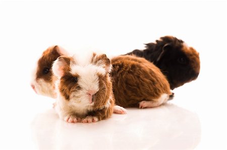 baby guinea pigs Stock Photo - Budget Royalty-Free & Subscription, Code: 400-05321831