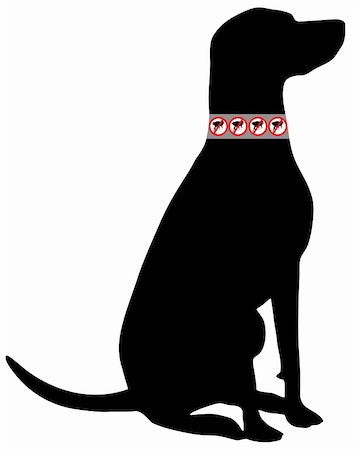 Dog with flea collar Stock Photo - Budget Royalty-Free & Subscription, Code: 400-05321902