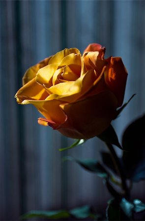 qod (artist) - lit flower rose in the dark room Stock Photo - Budget Royalty-Free & Subscription, Code: 400-05322012