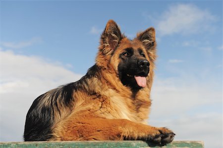 sheep dog portraits - portrait of a cute purebred german shepherd, focus on the eyes Stock Photo - Budget Royalty-Free & Subscription, Code: 400-05322091