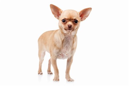 simsearch:400-04180768,k - Cute  Chihuahua dog, isolated on white background Stockbilder - Microstock & Abonnement, Bildnummer: 400-05322425