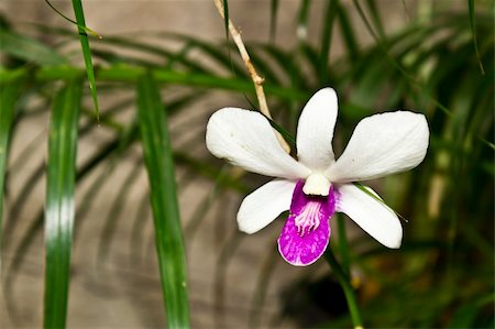 dendrobium orchid - Single flower white purple orchid Stock Photo - Budget Royalty-Free & Subscription, Code: 400-05322635