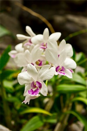 dendrobium orchid - Cluster flower white purple orchid Stock Photo - Budget Royalty-Free & Subscription, Code: 400-05322636
