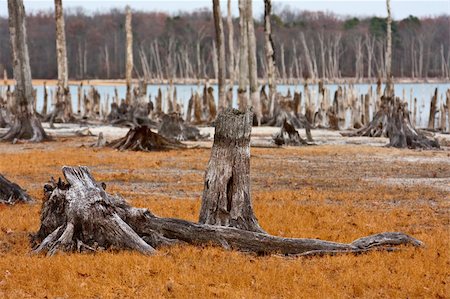 simsearch:696-03395998,k - Dead Trees in the forest near a lake with low water levels. Sharp focus is on dead tree stumps in the foreground with an OOF background. Stock Photo - Budget Royalty-Free & Subscription, Code: 400-05322756