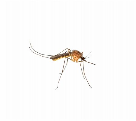 Close  up of moquito isolated on the white Foto de stock - Royalty-Free Super Valor e Assinatura, Número: 400-05322832