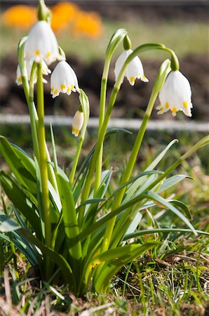 close up on white snowdrop Stock Photo - Budget Royalty-Free & Subscription, Code: 400-05323047