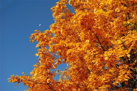 seasonal change - Autumn. Autumn trees with leaves of various colour. Stock Photo - Budget Royalty-Free & Subscription, Code: 400-05323050