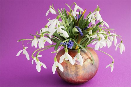 simsearch:400-04859972,k - the bouquet of snowdrops in vase on violet Stock Photo - Budget Royalty-Free & Subscription, Code: 400-05323123